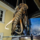 20180717_fmt_Mammut_haus_der_natur_mw-28.jpg