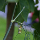 Bludesch Gengenbach G .JPG