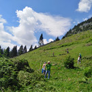 Vielfalter-Einsatz auf der Alp Gavar