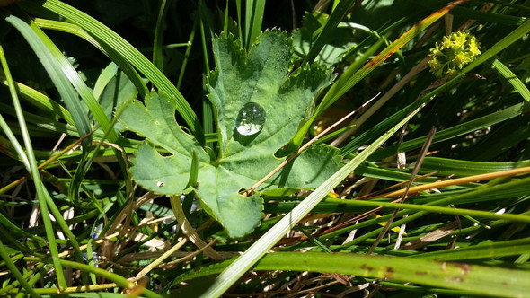 9 Gutationstropfen.jpg