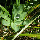 9 Gutationstropfen.jpg