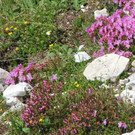 IMG_2614.JPG