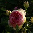 Feldkirch Jenny _8_.JPG