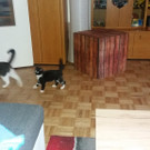 katze wird vermisst