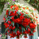 Nenzing Borg G  _3_.JPG