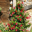 Nenzing Borg G  _5_.JPG