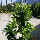 Nenzing Denschert G .JPG