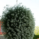 Nenzing Denschert G  _4_.JPG