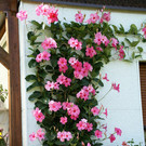 Nenzing Latzer G  _4_.JPG