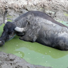 Hitze im Tiergarten Schönbrunn
