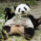 Panda-Zwillinge feiern in Schönbrunn 2. Geburtstag