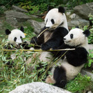 Pandas feiern Geburtstag