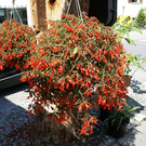 N__ziders Krone G .JPG