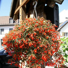 N__ziders Krone G  _2_.JPG