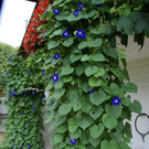 R__ns Vonb__hl G  _2_.JPG