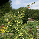 R__ns Vonb__hl G  _4_.JPG