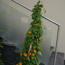 Satteins Metzler G  _6_.JPG