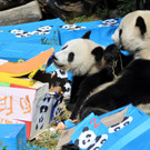 Schönbrunner Panda-Zwillinge feiern zweiten Geburtstag