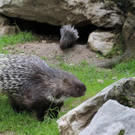 ZooSBG__erwachsenesStachelschweinmitJungtier_OttoKalensky.jpg