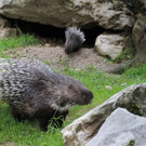 Stacheliger Nachwuchs im Zoo
