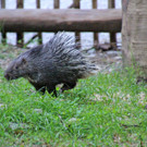 ZooSBG_schuechtern_StachelschweinJungtier_OttoKalensky_1 _1_.jpg