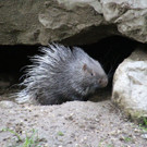 ZooSBG_StachelschweinJungtier_OttoKalensky_2_3_.jpg
