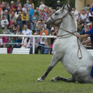 Gro__es Pferdefest __ SKB_ Jutta Kirchner _3_.jpg