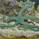 Grüne Schlangensterne im Haus des Meeres