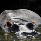 Tiere in Schönbrunn kühlen sich ab