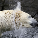 Austria_Zoo_27933.jpg
