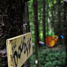 Pickathon 2018
