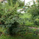 Satteins Tschann G  _9_.JPG