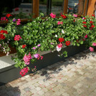 Schnifis Jenny G  _2_.JPG