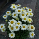 Schnifis Stark G  _3_.JPG