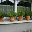 Schnifis Stark G  _4_.JPG