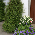 Sonntag Hartmann G .JPG