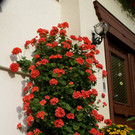 Sonntag Hartmann G  _7_.JPG