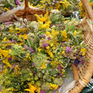 Kr__uterstr__u__chen wurden an die Marktbesucher verteilt.JPG