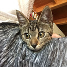 Baby-Tigerkatze Frieda