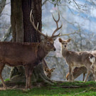 _Sikahirsch und Wild.jpg