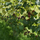 Th__ringen Domig G .JPG