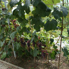 Th__ringen Domig G  _5_.JPG