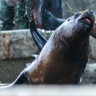 Sommerhitze: Tiere in Schönbrunn