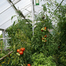 Th__ringen Tschann G .JPG