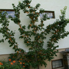 Th__ringen Walter G  _2_.JPG