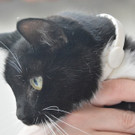 Katze zugelaufen