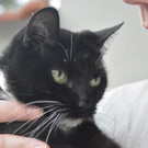 Katze 2.jpg