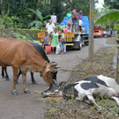 AFP_18G6P4.jpg