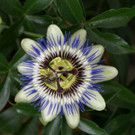 Th__ringerberg Nigsch G  _10_.JPG