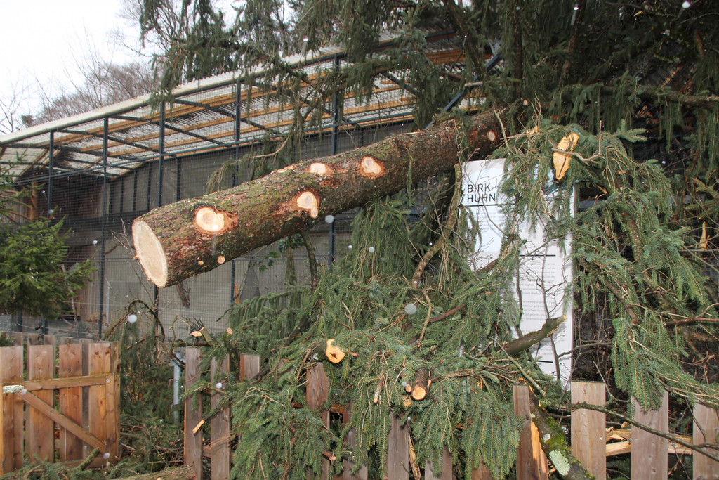 vorschaeden_IMG_7967.JPG